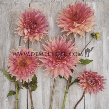 Decorative Dinnerplate Fairway Spur Dahlia Fairway Spur (x 35)