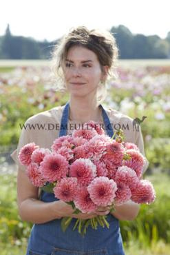 Decorative Small Flowered Pink Runner Dahlia Pink Runner (x 35)