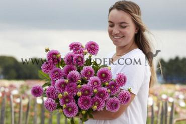 Ball Happy Hour Dahlia Happy Hour (x 35)