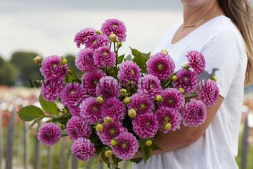 Ball Happy Hour Dahlia Happy Hour (x 35)