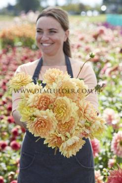 Waterlily Rancho Dahlia Rancho (x 35)