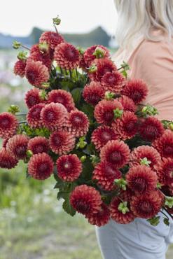 Ball Brown Sugar Dahlia Brown Sugar (x 35)