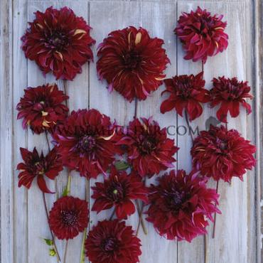 Decorative Dinnerplate Bohemian Spartacus Dahlia Bohemian Spartacus (x 35)