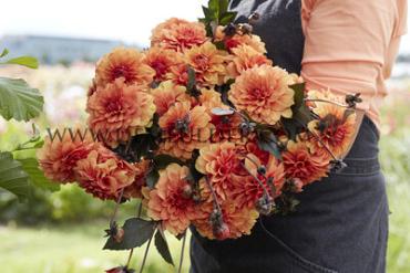 Decorative Small Flowered David Howard Dahlia David Howard (x 35)