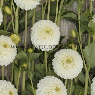 Ball Ryecroft Jan Dahlia Ryecroft Jan (x 35)