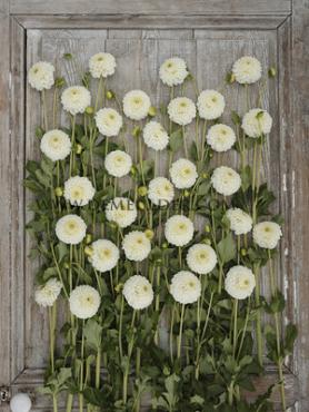 Ball Ryecroft Jan Dahlia Ryecroft Jan (x 35)