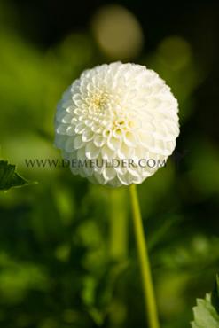 Ball Ryecroft Jan Dahlia Ryecroft Jan (x 35)