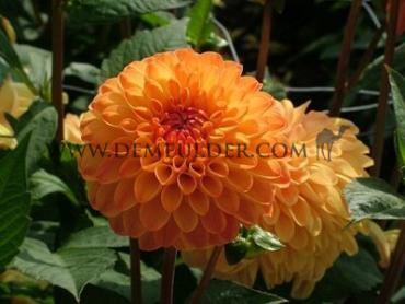 Ball Souvenir D'ete Dahlia Souvenir D'ete (x 35)