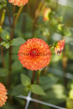 Ball Souvenir D'ete Dahlia Souvenir D'ete (x 35)