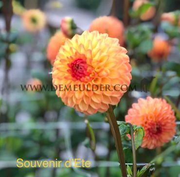 Ball Souvenir D'ete Dahlia Souvenir D'ete (x 35)