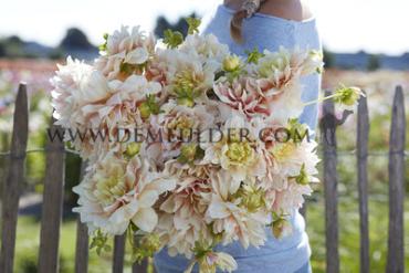 Decorative Large Flowered Break Out Dahlia Break Out (x 35)