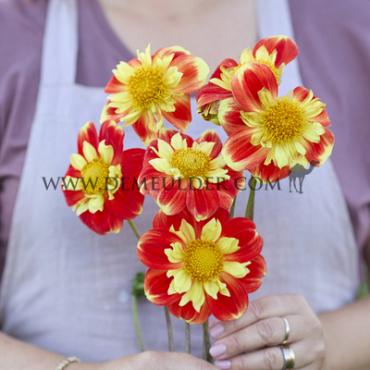 Collerette Pooh Dahlia Pooh (x 35)
