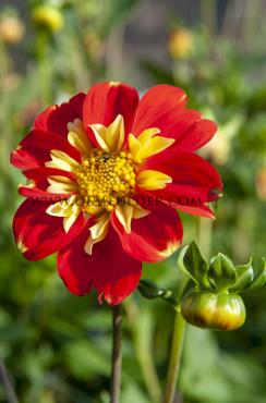 Collerette Pooh Dahlia Pooh (x 35)