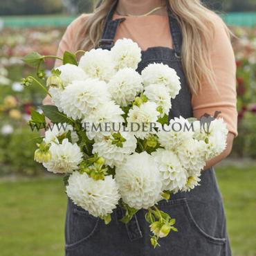 Ball Boom Boom White Dahlia Boom Boom White (x 35)