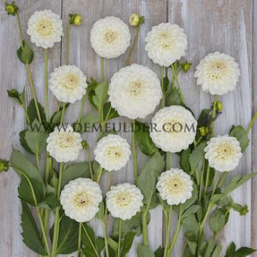 Ball Boom Boom White Dahlia Boom Boom White (x 35)