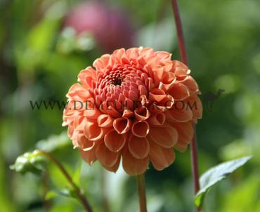 Ball Cornel Brons Dahlia Cornel Brons (x 35)