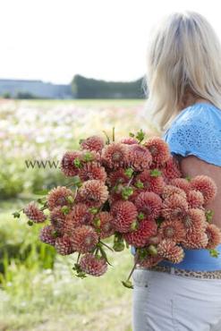 Ball Cornel Brons Dahlia Cornel Brons (x 35)