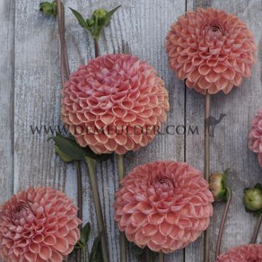 Ball Cornel Brons Dahlia Cornel Brons (x 35)