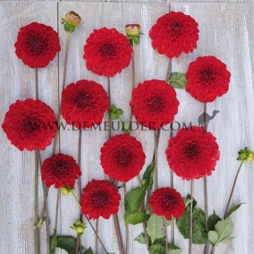 Ball Red Symphony Dahlia Red Symphony (x 35)