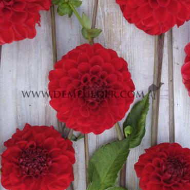 Ball Red Symphony Dahlia Red Symphony (x 35)
