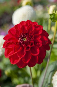 Ball Red Symphony Dahlia Red Symphony (x 35)