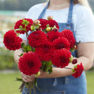 Ball Red Symphony Dahlia Red Symphony (x 35)