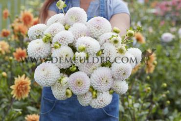 Ball Pink Pearl Dahlia Pink Pearl (x 35)