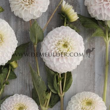 Ball Pink Pearl Dahlia Pink Pearl (x 35)