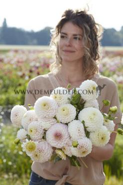 Ball Pink Pearl Dahlia Pink Pearl (x 35)