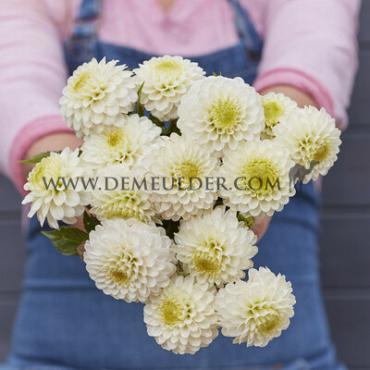 Ball Caro Dahlia Caro (x 35)