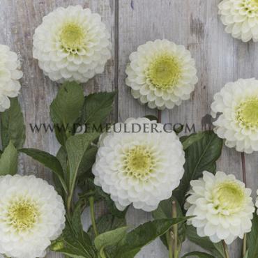 Ball Caro Dahlia Caro (x 35)