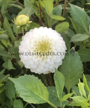 Ball Caro Dahlia Caro (x 35)