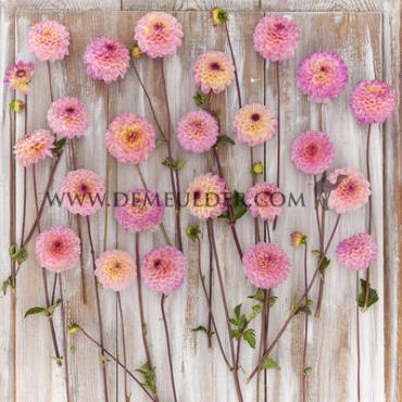 Ball Wine Eyed Jill Dahlia Wine Eyed Jill (x 35)