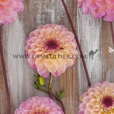 Ball Wine Eyed Jill Dahlia Wine Eyed Jill (x 35)