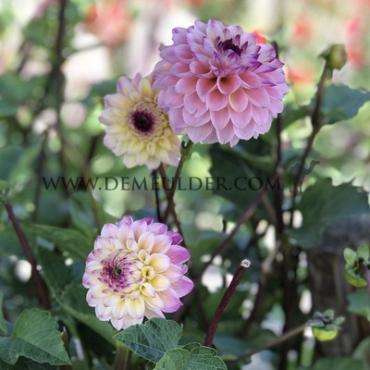 Ball Wine Eyed Jill Dahlia Wine Eyed Jill (x 35)