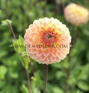 Ball Blyton Softer Gleam Dahlia Blyton Softer Gleam (x 35)