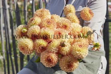 Ball Blyton Softer Gleam Dahlia Blyton Softer Gleam (x 35)