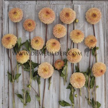 Ball Blyton Softer Gleam Dahlia Blyton Softer Gleam (x 35)