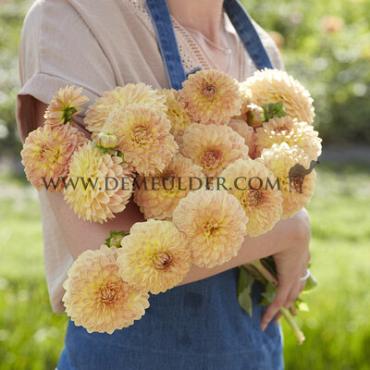 Ball Blyton Softer Gleam Dahlia Blyton Softer Gleam (x 35)