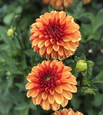 Ball American Sunset Dahlia American Sunset (x 35)