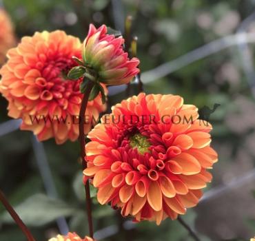Ball American Sunset Dahlia American Sunset (x 35)