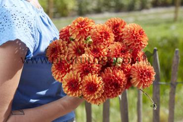 Ball American Sunset Dahlia American Sunset (x 35)