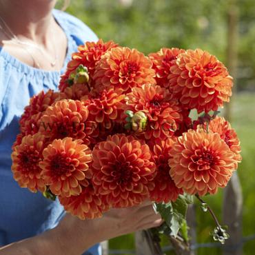 Ball American Sunset Dahlia American Sunset (x 35)