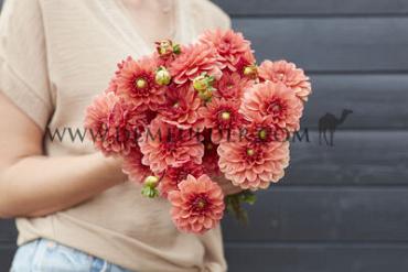 Decorative Small Flowered Orange Girl Dahlia Orange Girl (x 35)