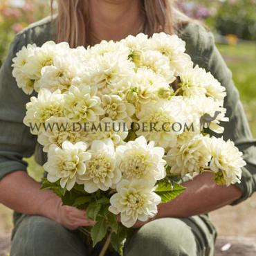 Decorative Small Flowered Caramel Antique Dahlia Caramel Antique (x 35)