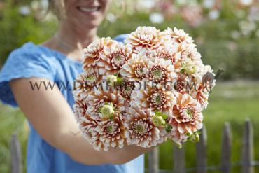 Decorative Small Flowered Tangerine Dream Dahlia Tangerine Dream (x 35)