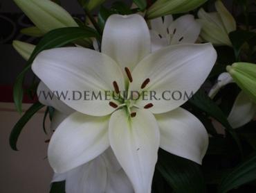 La Doroso Lilium Doroso (x 150)