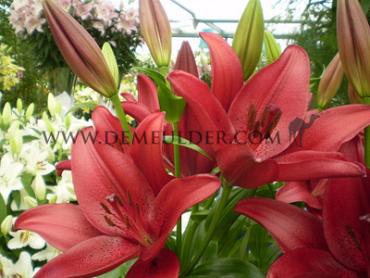 La Dynamix Lilium Dynamix (x 200)