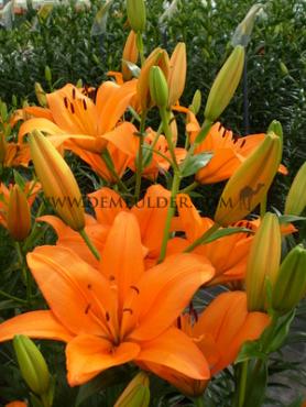 La Honesty Lilium Honesty (x 150)