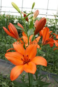 La Idaho Lilium Idaho (x 150)